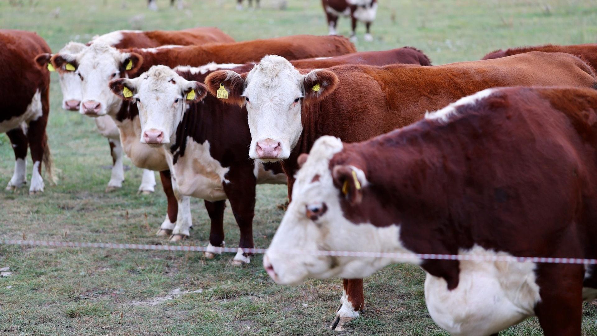 Wegen des Hitzesommers gibt es kaum Tierfutter für den Winter bei den Landwirten in der Westpfalz