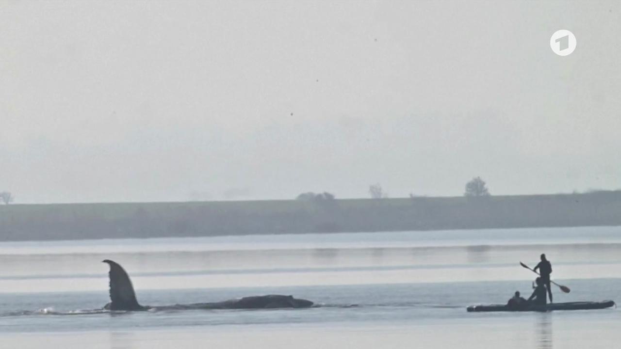 Private Initiative setzt Rettung des Buckelwals vor Poel fort
