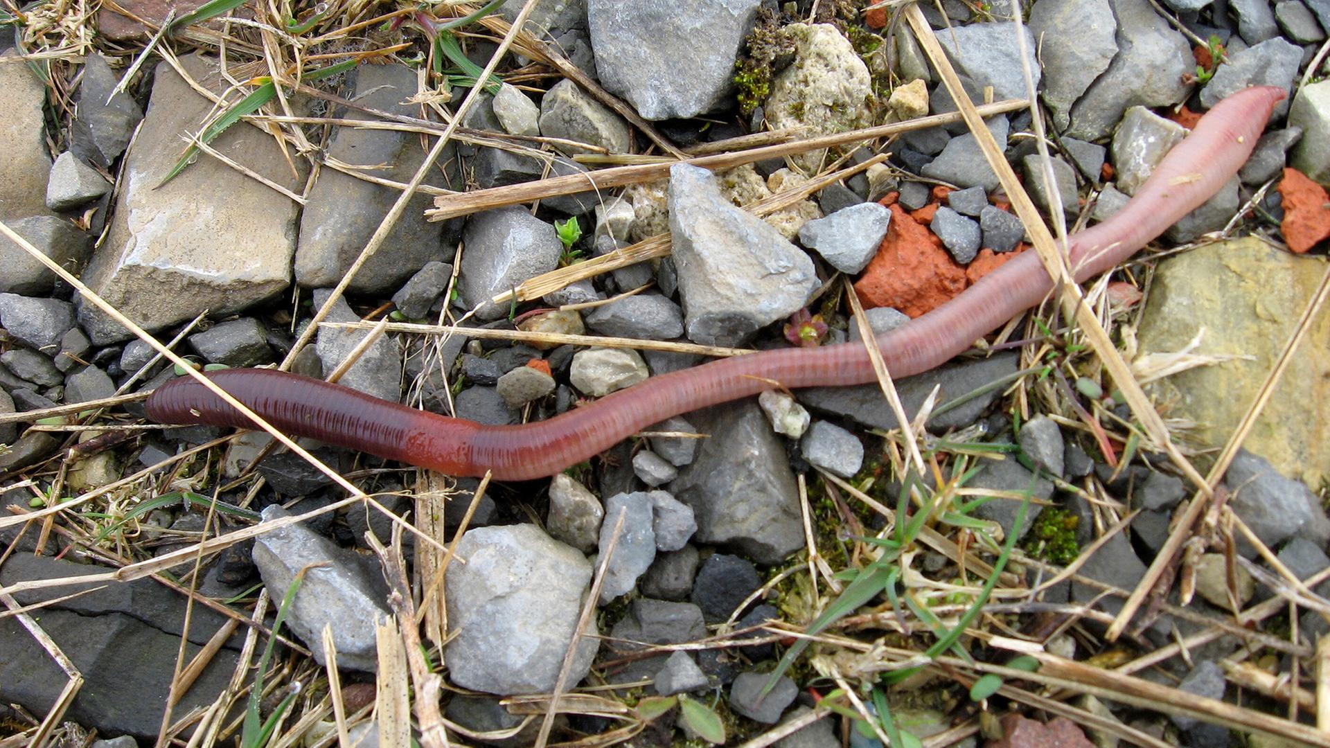 Wie Pestizide unsere Böden verändern