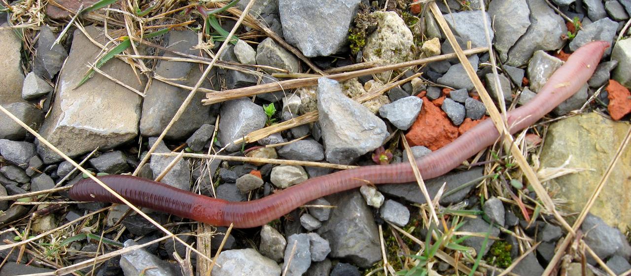 Ein Regenwurm kriecht über den Boden.