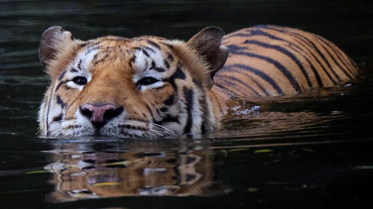 Ein malaysischer Tiger schwimmt durch ein Gewässer.