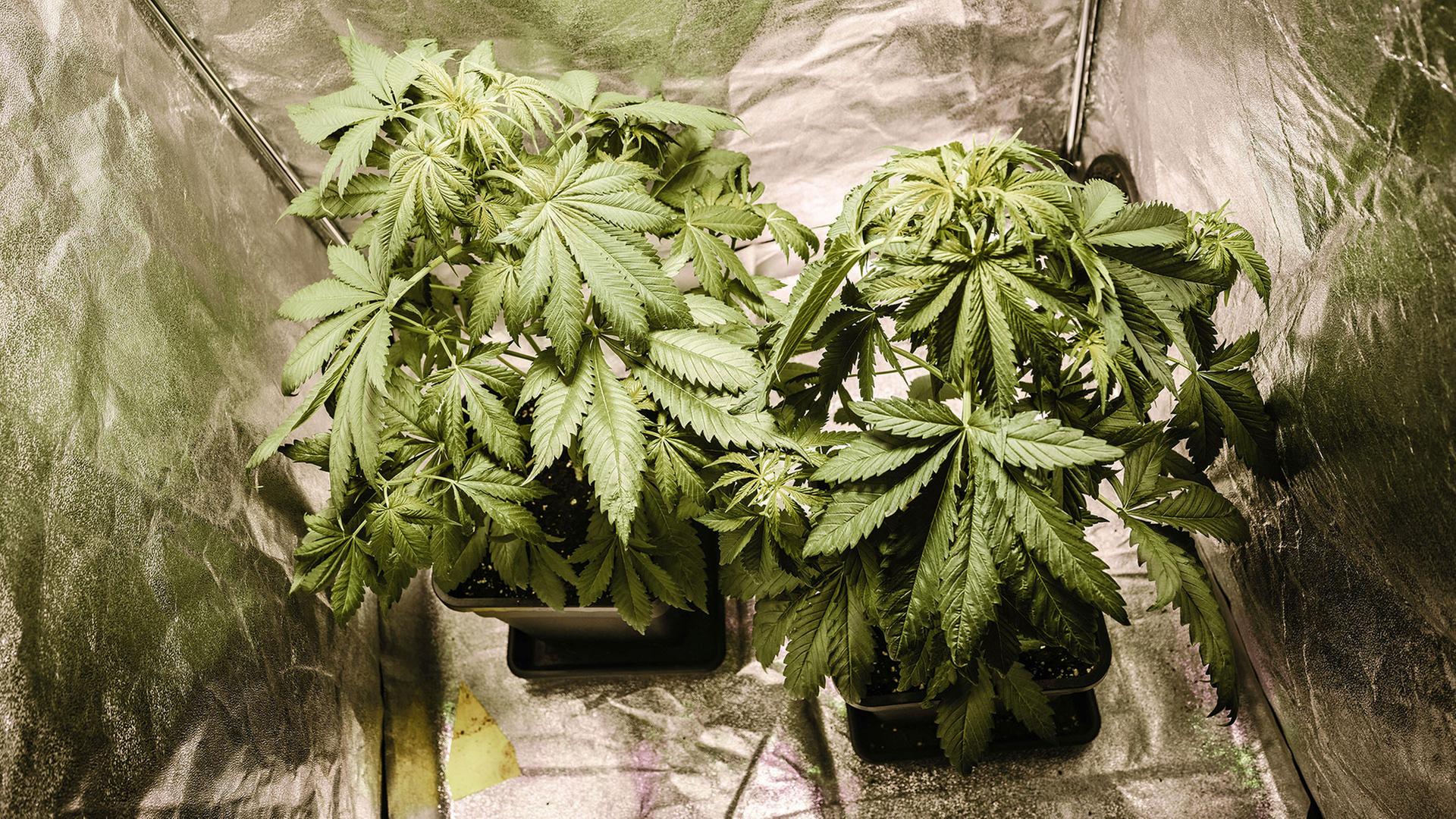 Cannabispflanzen stehen in einem sogenannten Growzelt in einer Privatwohnung. | picture alliance/dpa