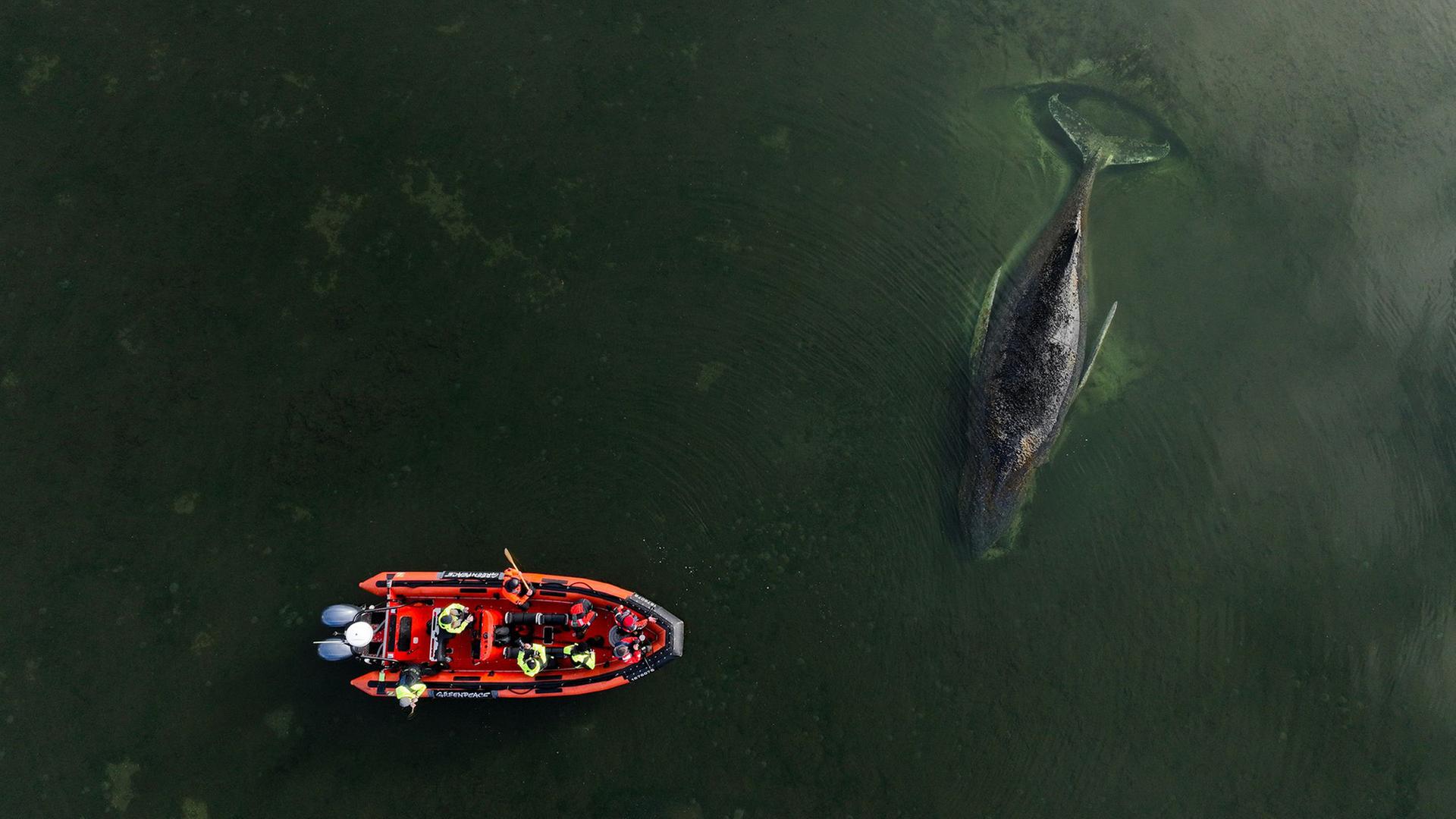  Ein gestrandeter Buckelwal vor der Insel Poel in der Ostsee. | Florian Manz/Greenpeace Germany/dpa