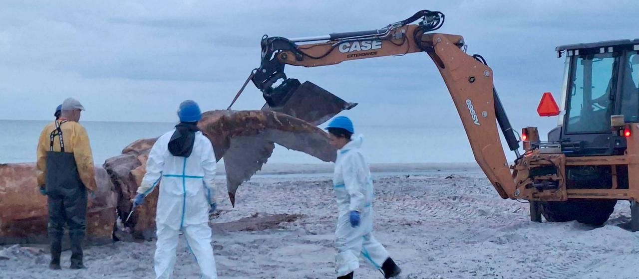 Ein Buckelwal wird am Strand der dänischen Insel Anholt abtransportiert. (Archivbild: 03.06.2026)