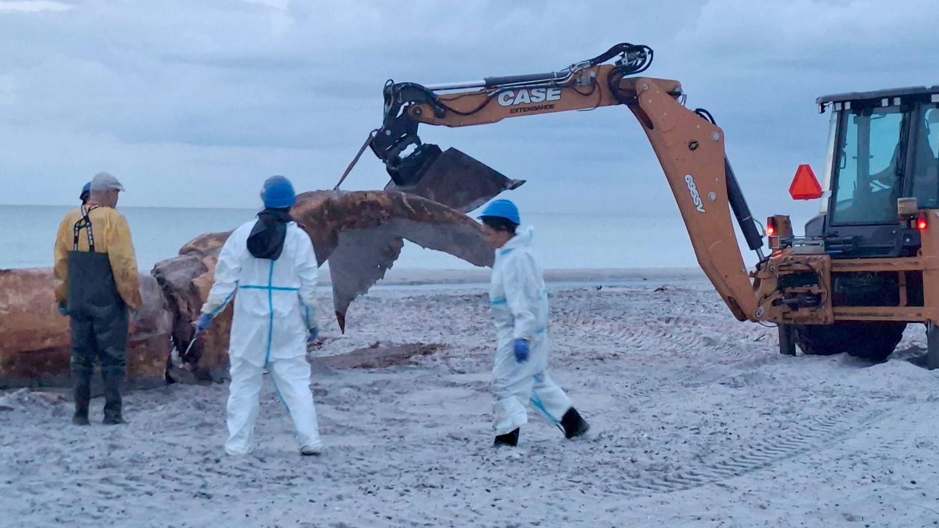 Ein Buckelwal wird am Strand der dänischen Insel Anholt abtransportiert. (Archivbild: 03.06.2026) | Kai Moorschlatt/dpa