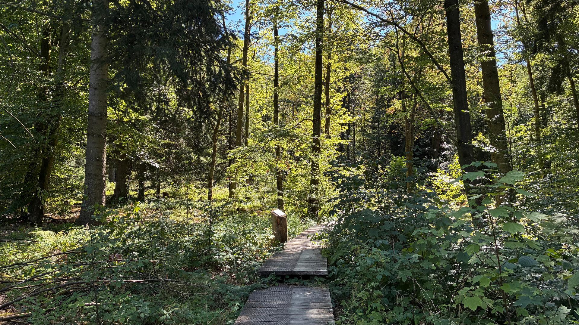 Zoff um Nationalpark in Siegen-Wittgenstein