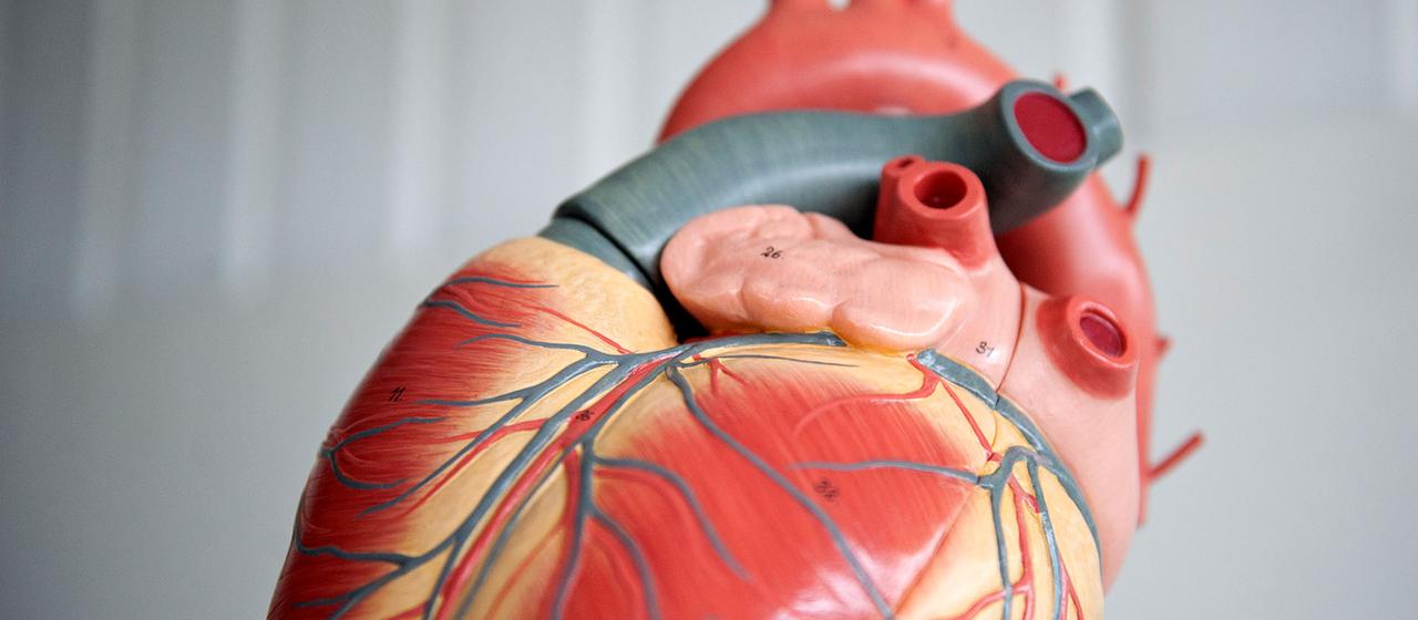 Das Modell eines menschlichen Herzens.