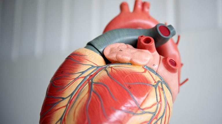 Warum das Herz so selten Krebs bekommt