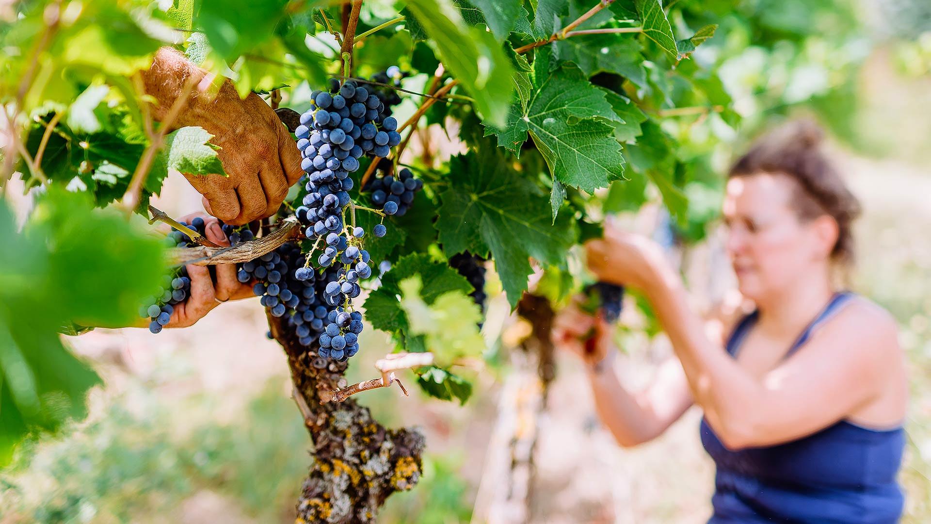 Helferinnen bei der Weinlese. | picture alliance/dpa