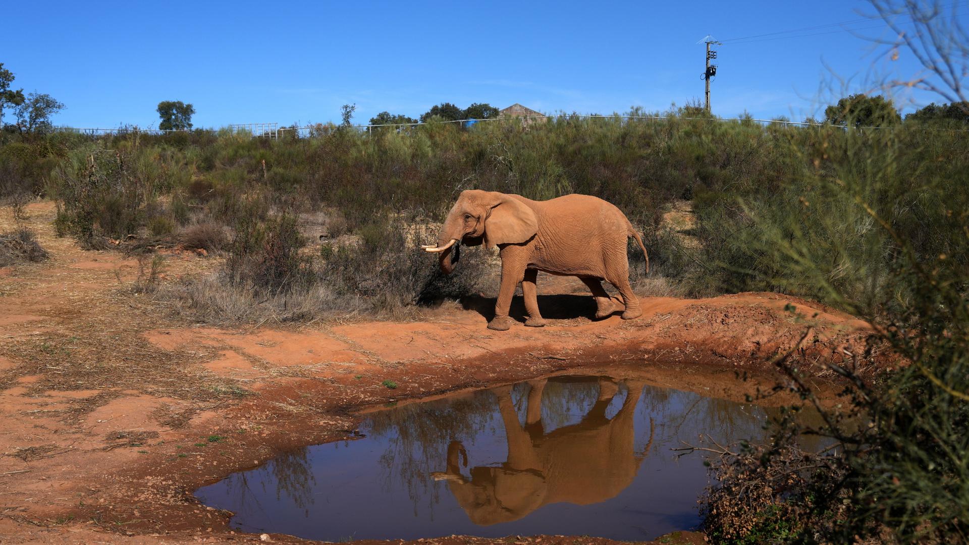 Ein Elefant ist an einem Wasserloch zu sehen. | AP Photo/Ana Brigida