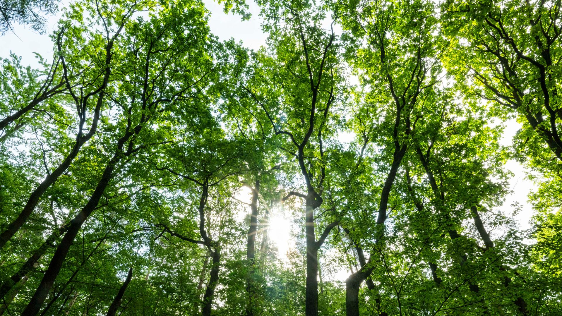 Klimaschutz: Hessen kürzt Budget der Energieagentur um mehr als 3 Million Euro