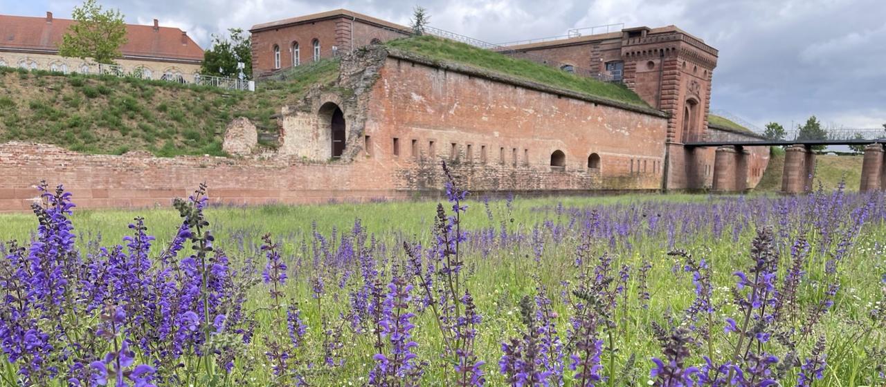 Blumenwiese an der Germersheimer Festung