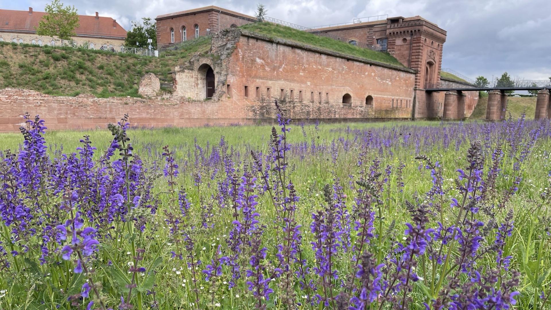 Blumenwiese an der Germersheimer Festung | Ulrike Brandt, SWR