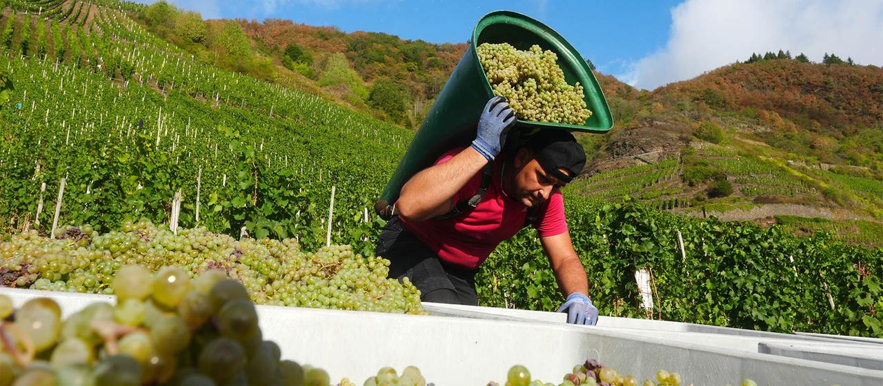 Ein Erntehelfer liest Riesling-Trauben am Calmont in Bremm, Rheinland-Pfalz.