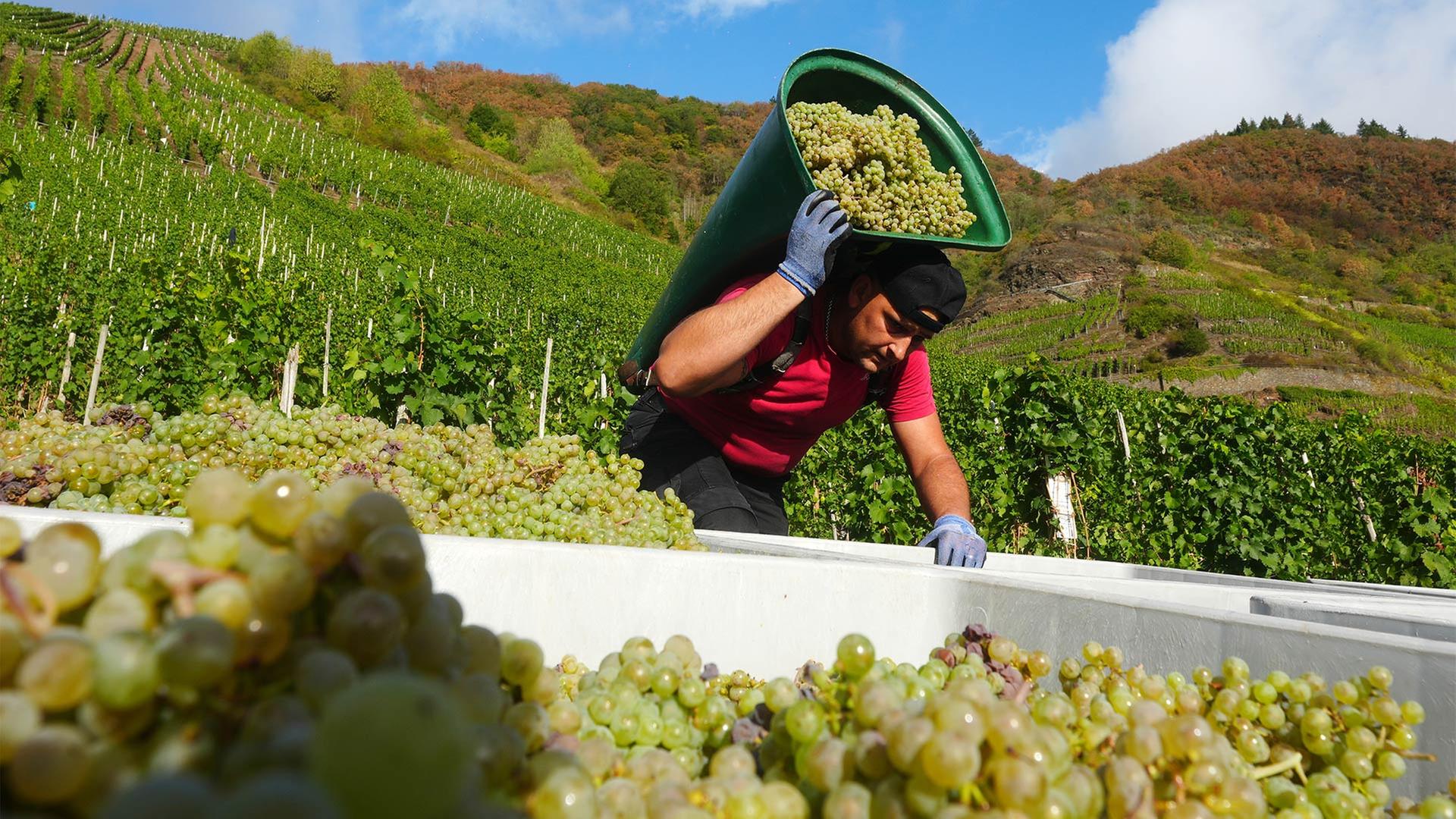 Weinlese: Winzer rechnen mit kleinster Ernte seit 2010