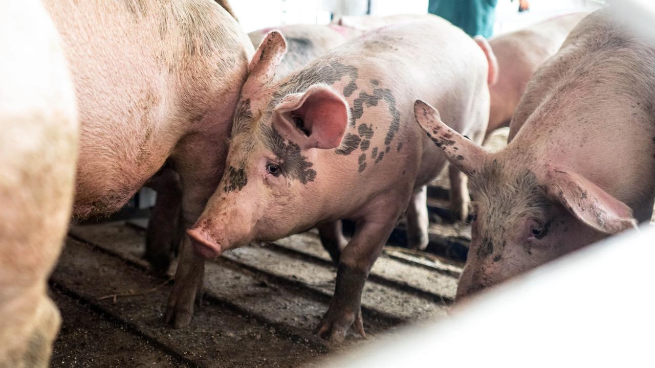 Kameras sollen in größeren Schlachthöfen Pflicht werden