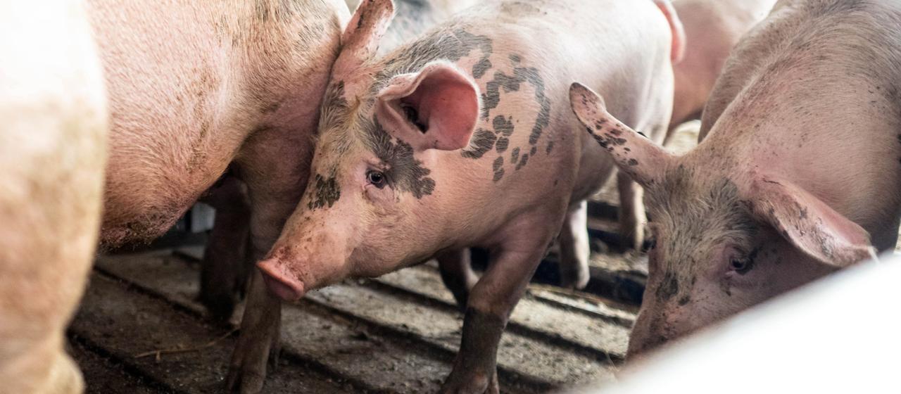 Schweine in einem Schlachthof