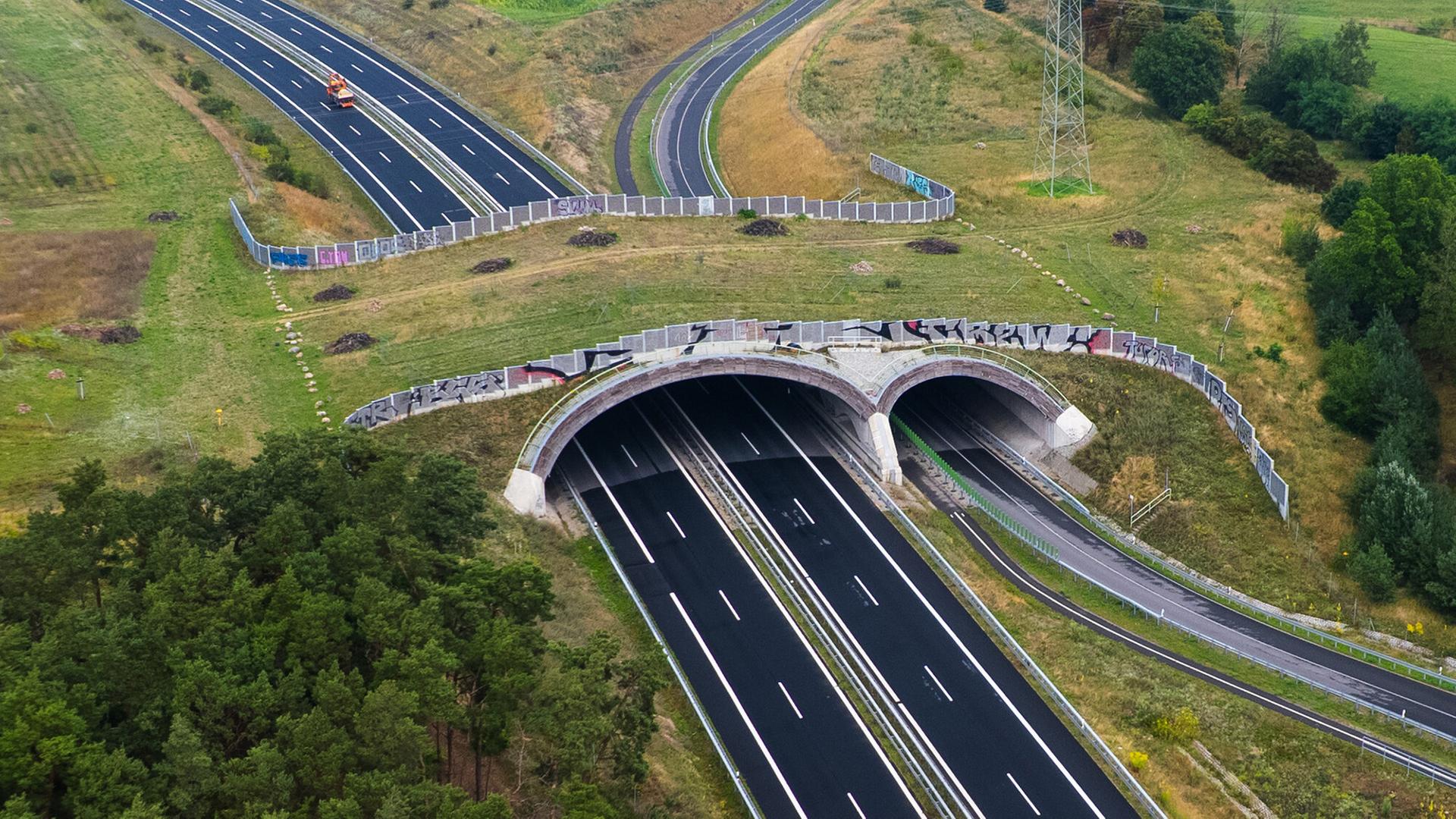 Entscheidung über marode Grünbrücke bei Thyrow Anfang September