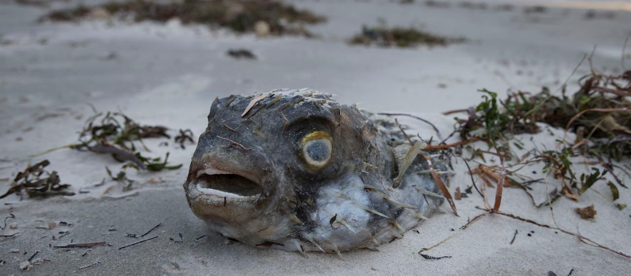 Ein toter Fisch der während Südaustraliens Algenblütenkrise an den West Beach geschwemmt wurde.