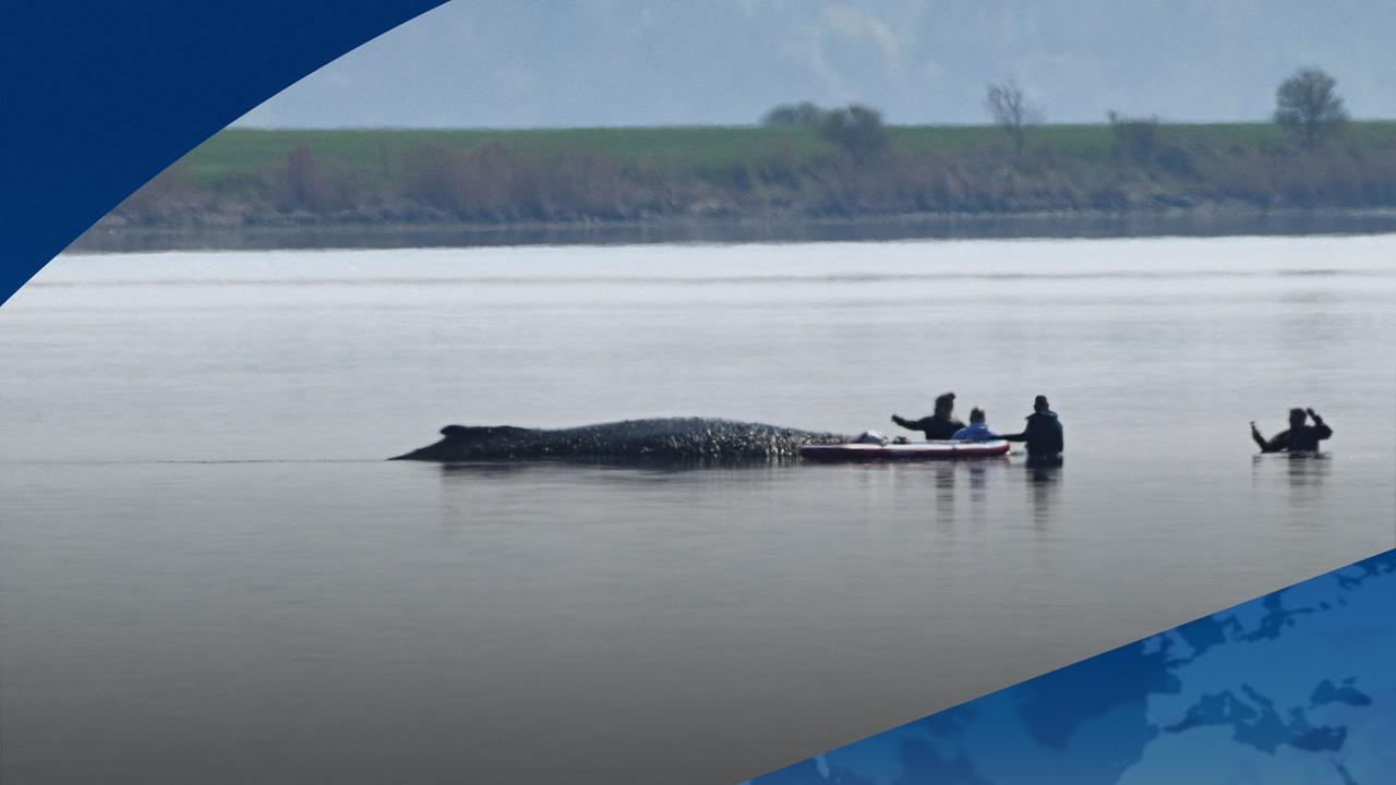 Neuer Rettungsversuch für gestrandeten Buckelwal