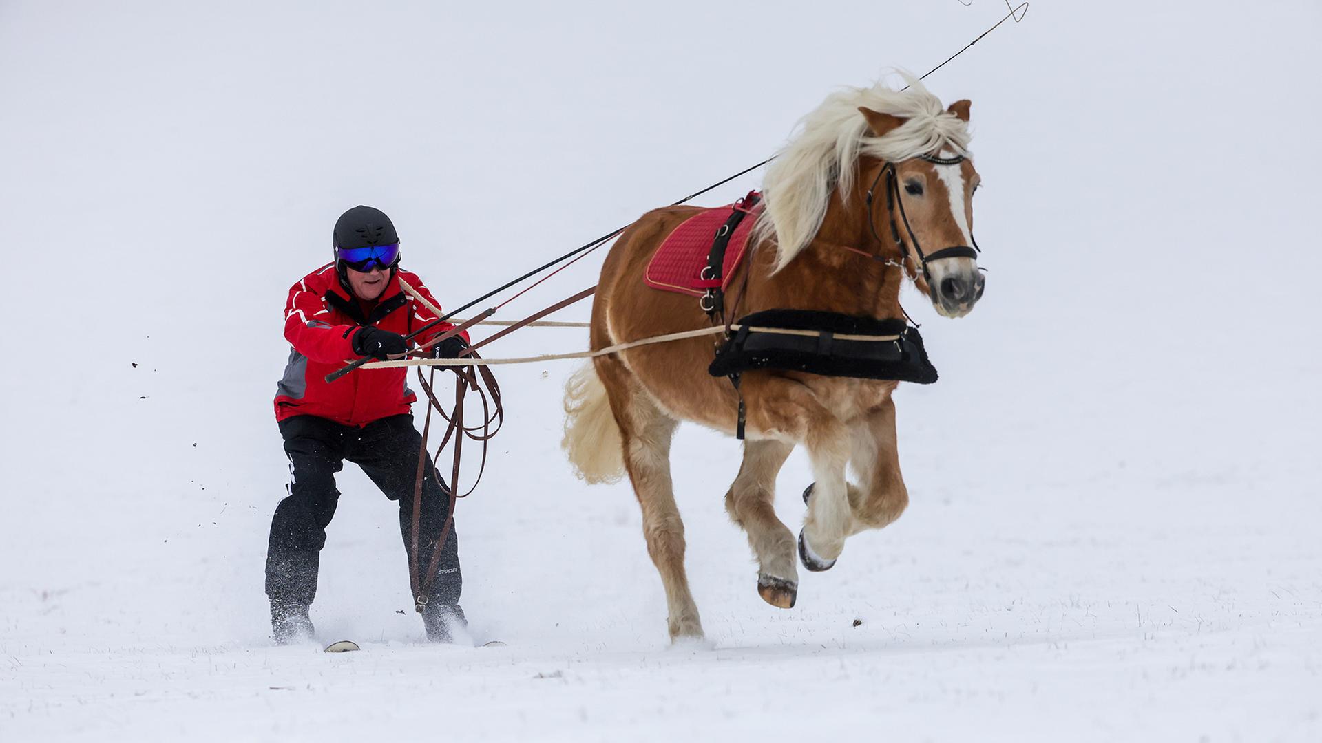 Ein Mann auf Skiern lÃ¤sst sich von einem Pferd durch die Winterlandschaft bei MÃ¼nsingen auf der SchwÃ¤bischen Alb ziehen. | dpa
