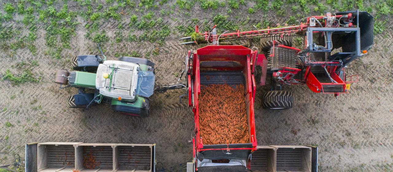 Ein Landwirt erntet Bio-Möhren auf einem Feld.