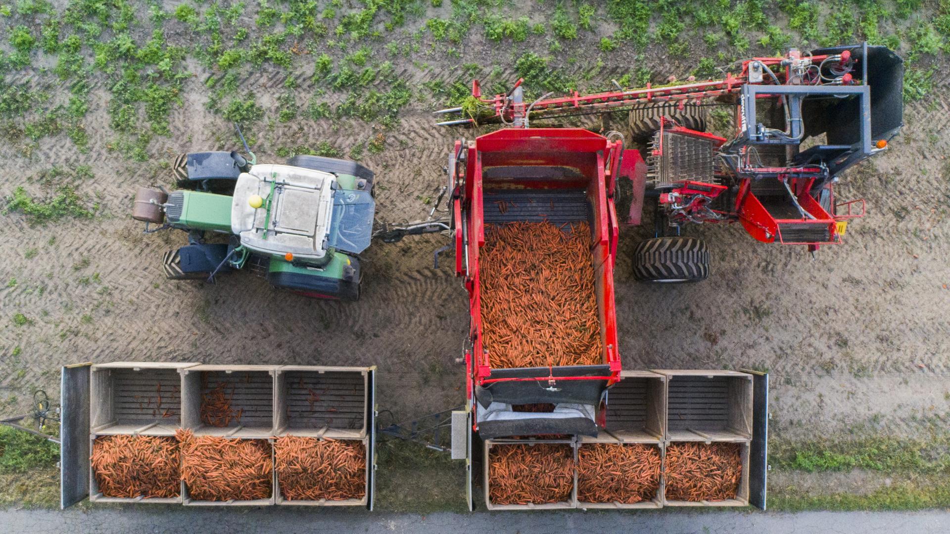 Ein Landwirt erntet Bio-MÃ¶hren auf einem Feld. | dpa