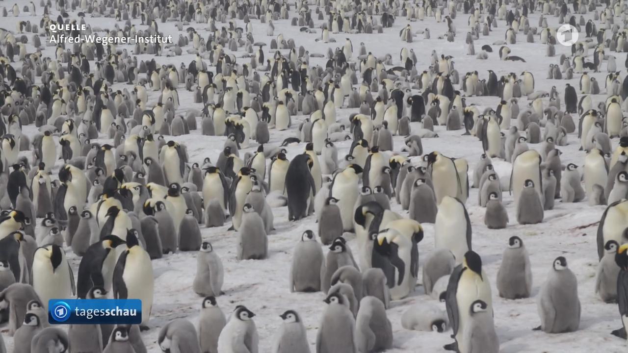 Kaiserpinguine auf Roter Liste als bedrohte Art eingestuft