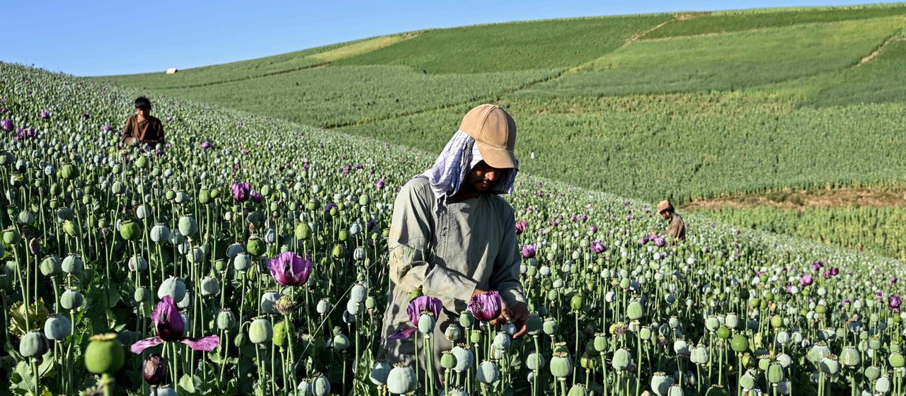 Afghanische Bauern bei der Ernte auf einem Mohnblumenfeld in der Provinz Badakhshan.