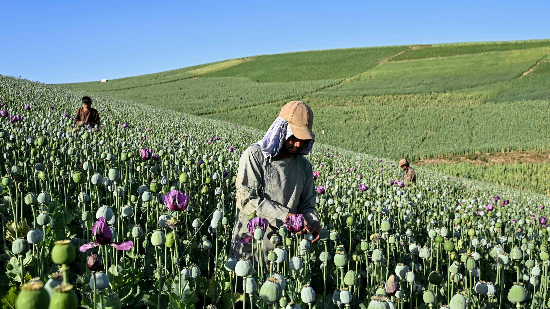 Afghanische Bauern bei der Ernte auf einem Mohnblumenfeld in der Provinz Badakhshan.  | AFP