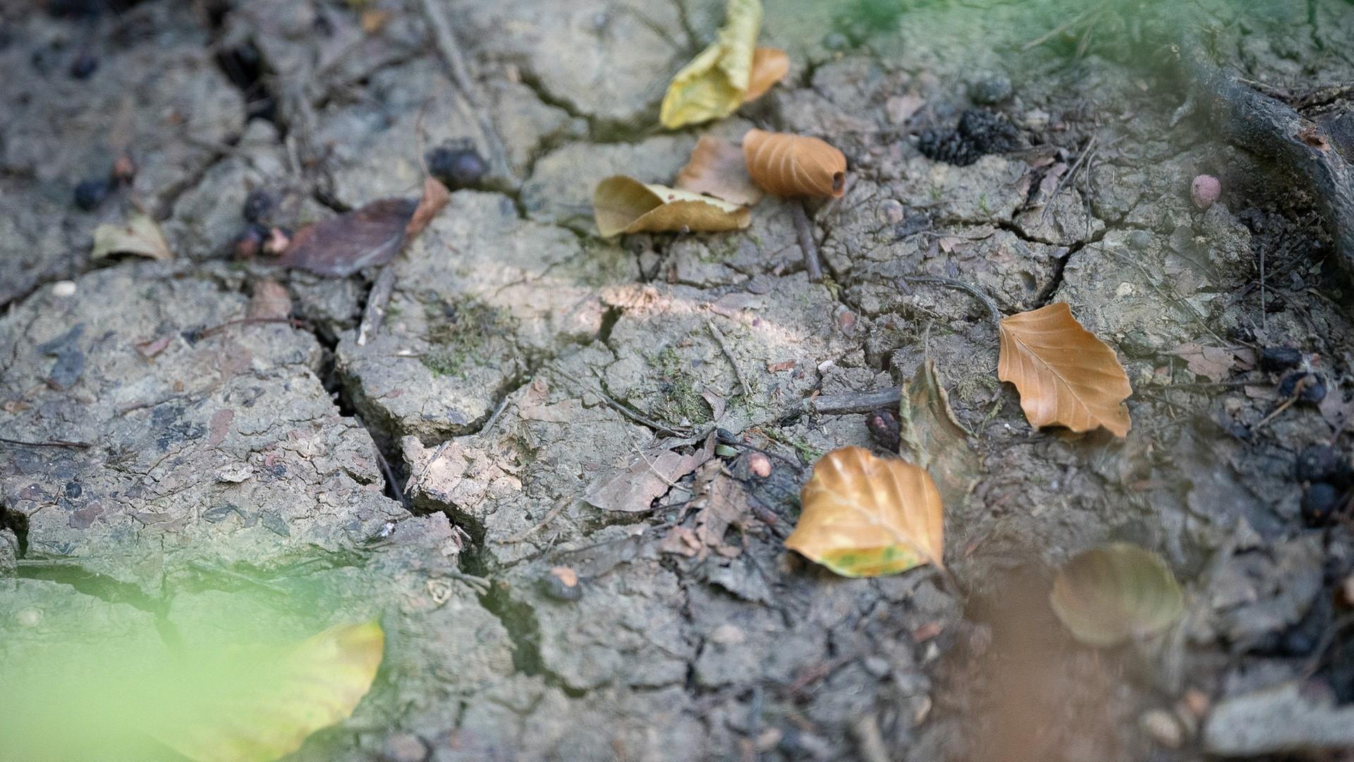 "Lage katastrophal": Trockenheit setzt botanischen Gärten in BW schwer zu