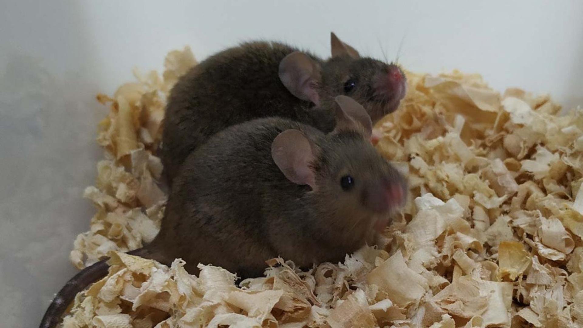 Zwei Mäuse sitzen in einem Käfig nebeneinander.