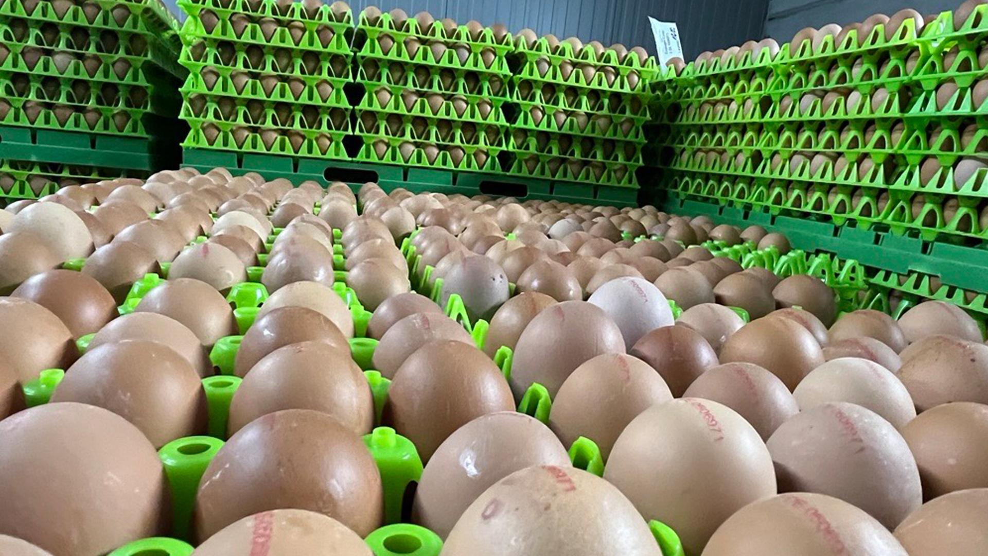 In NRW werden nicht mehr genug Eier gelegt