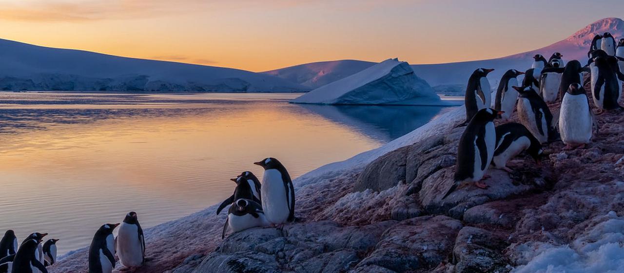 Pinguine in der Antarktis.