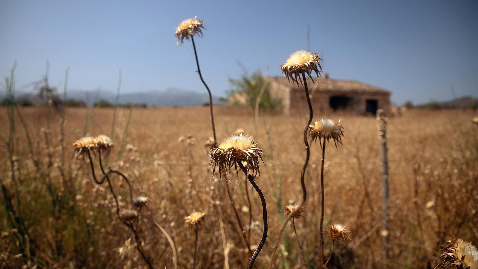 Trockene Felder in der Nähe des Dorfes Sineu auf Mallorca. | picture alliance/dpa