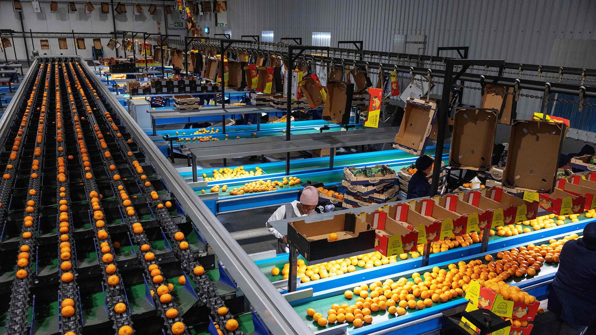 Orangen werden in einer Verpackungsanlagei n Citrusdal (Südafrika) sortiert. | AFP
