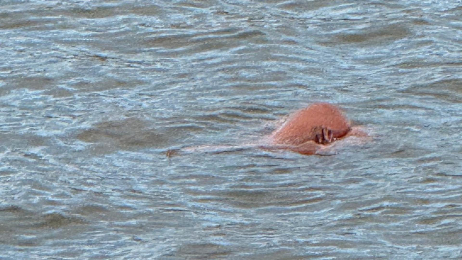 Sexpuppe löst Einsatz der Wasserschutzpolizei in Bremerhaven aus