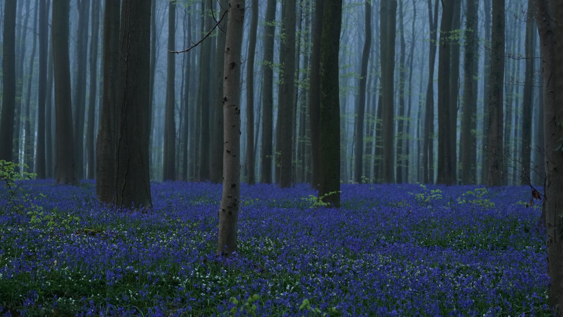 HasenglÃ¶ckchen im Hallerbos. | AP
