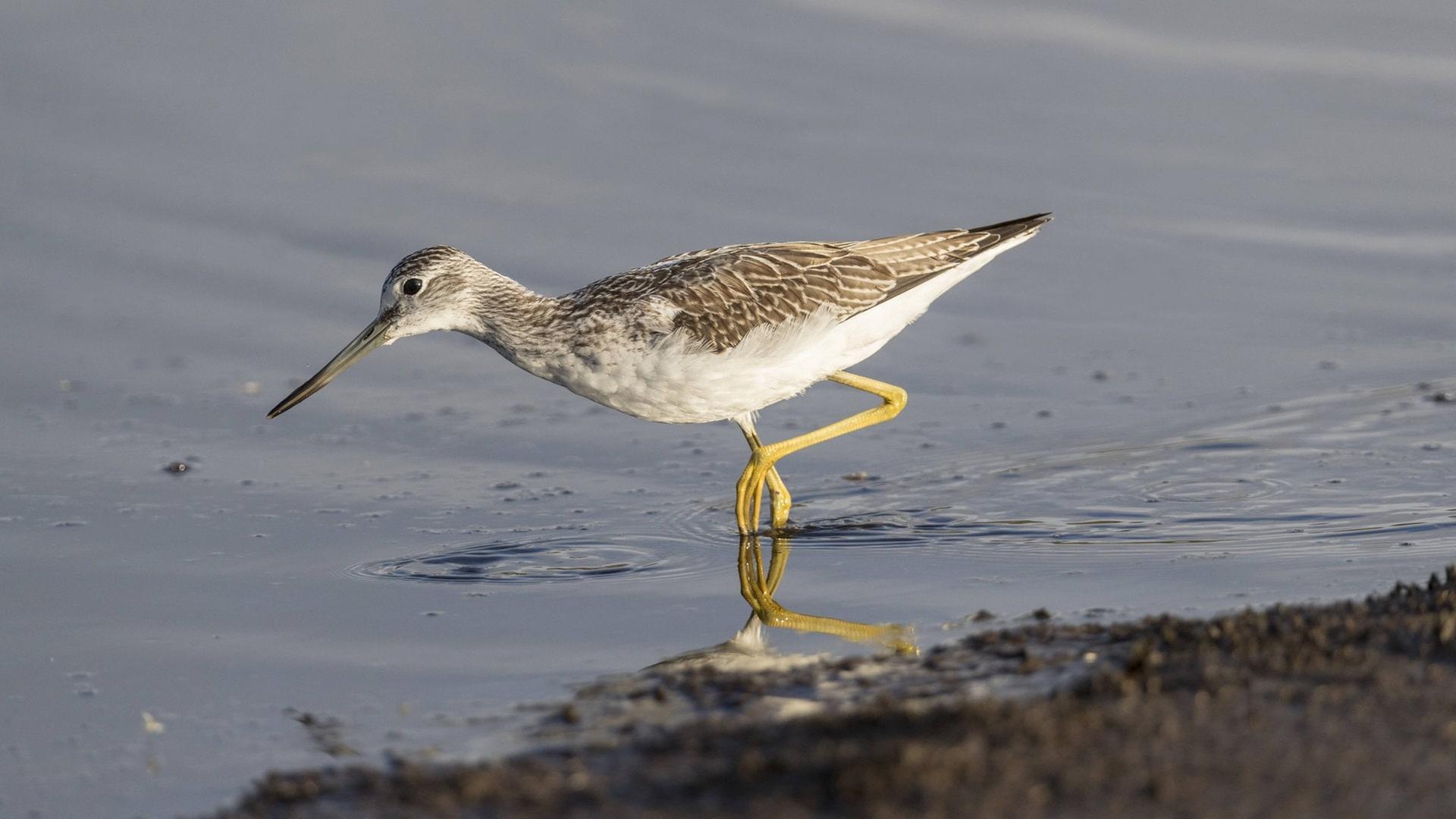 Warum das Niedrigwasser am Bodensee seltene Zugvögel anlockt