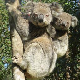 Koala mit Jungtier