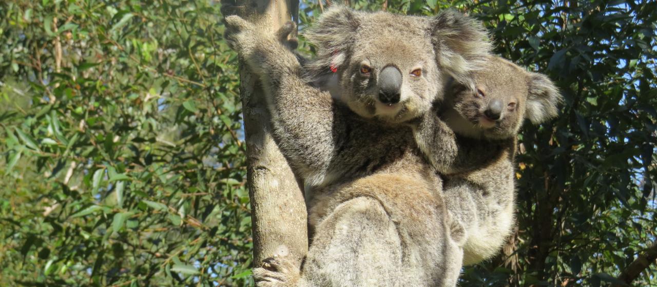 Koala mit Jungtier