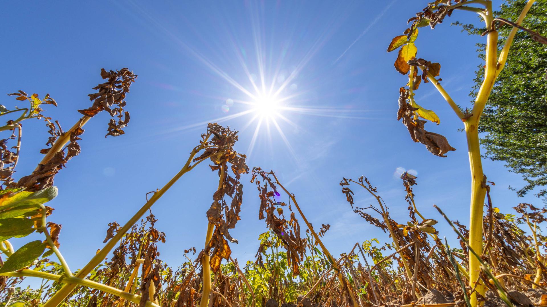 Wetterwechsel in NRW: Nach der Hitze kommt heute endlich Regen