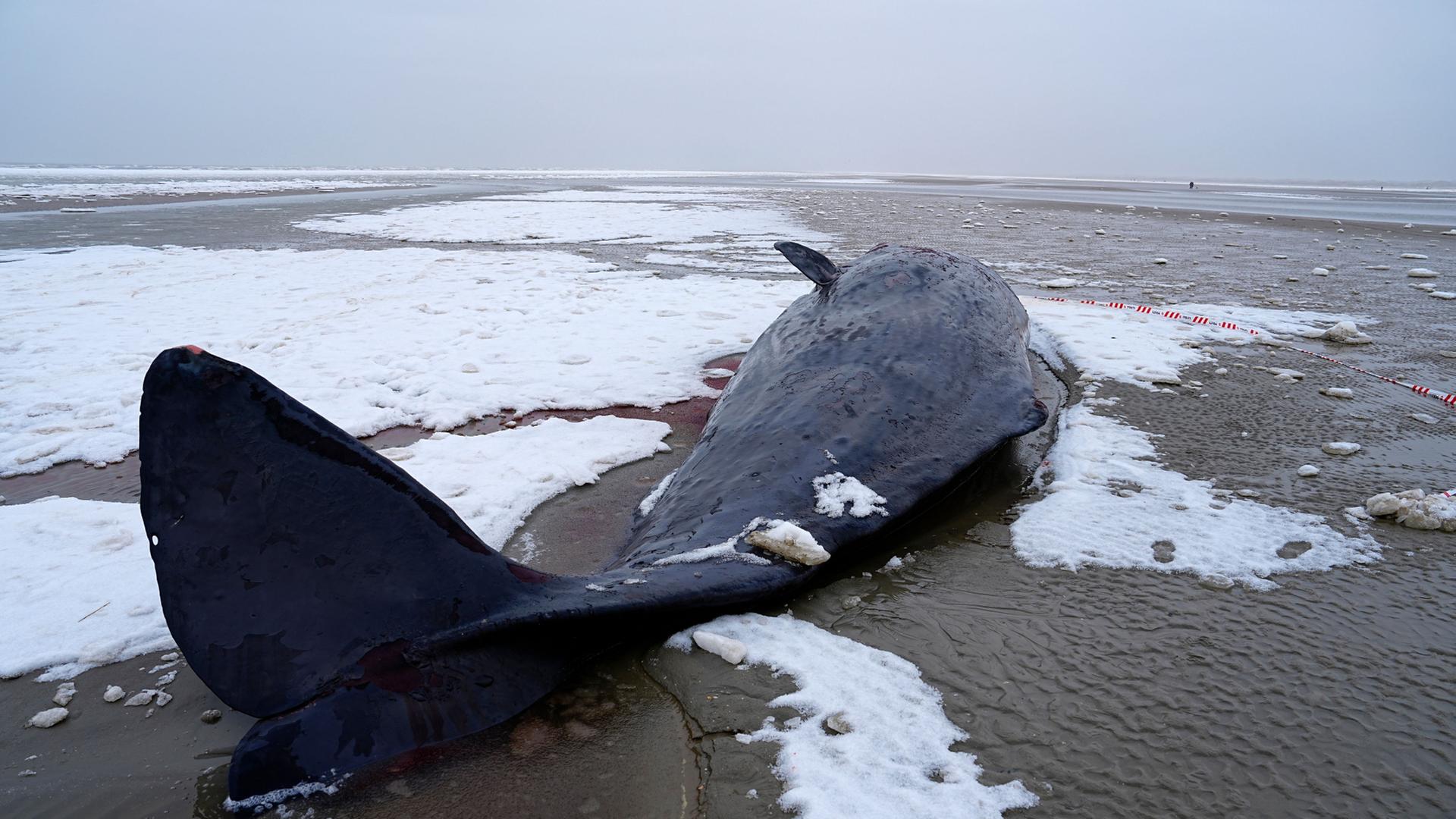 Ein Pottwal ist bei Sønderho auf der Insel Fanø gestrandet. | Mads Claus Rasmussen/Ritzau Scan