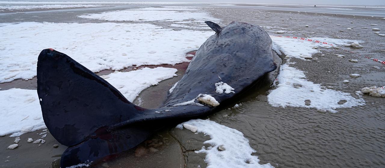 Ein Pottwal ist bei Sønderho auf der Insel Fanø gestrandet.