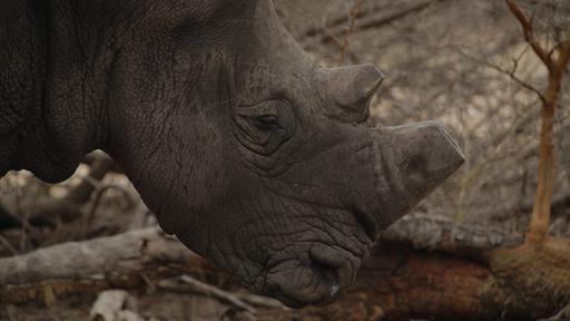 Gericht öffnet Tür zum Handel mit Nashorn-Hörnern