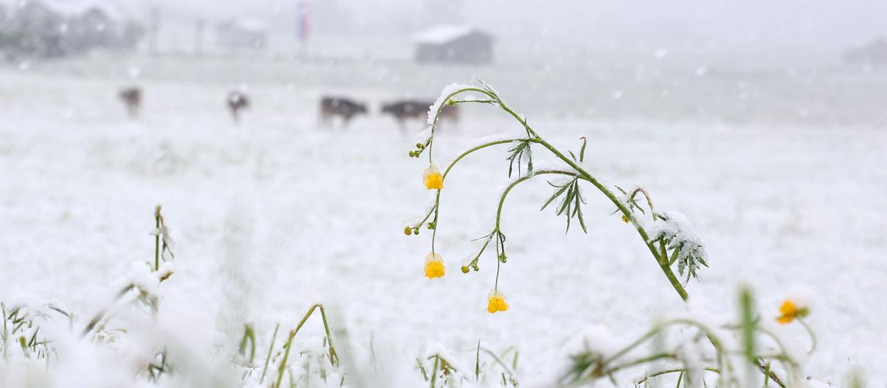 Wintereinbruch im Mai: Schnee und Frost überraschen Deutschland — image 3