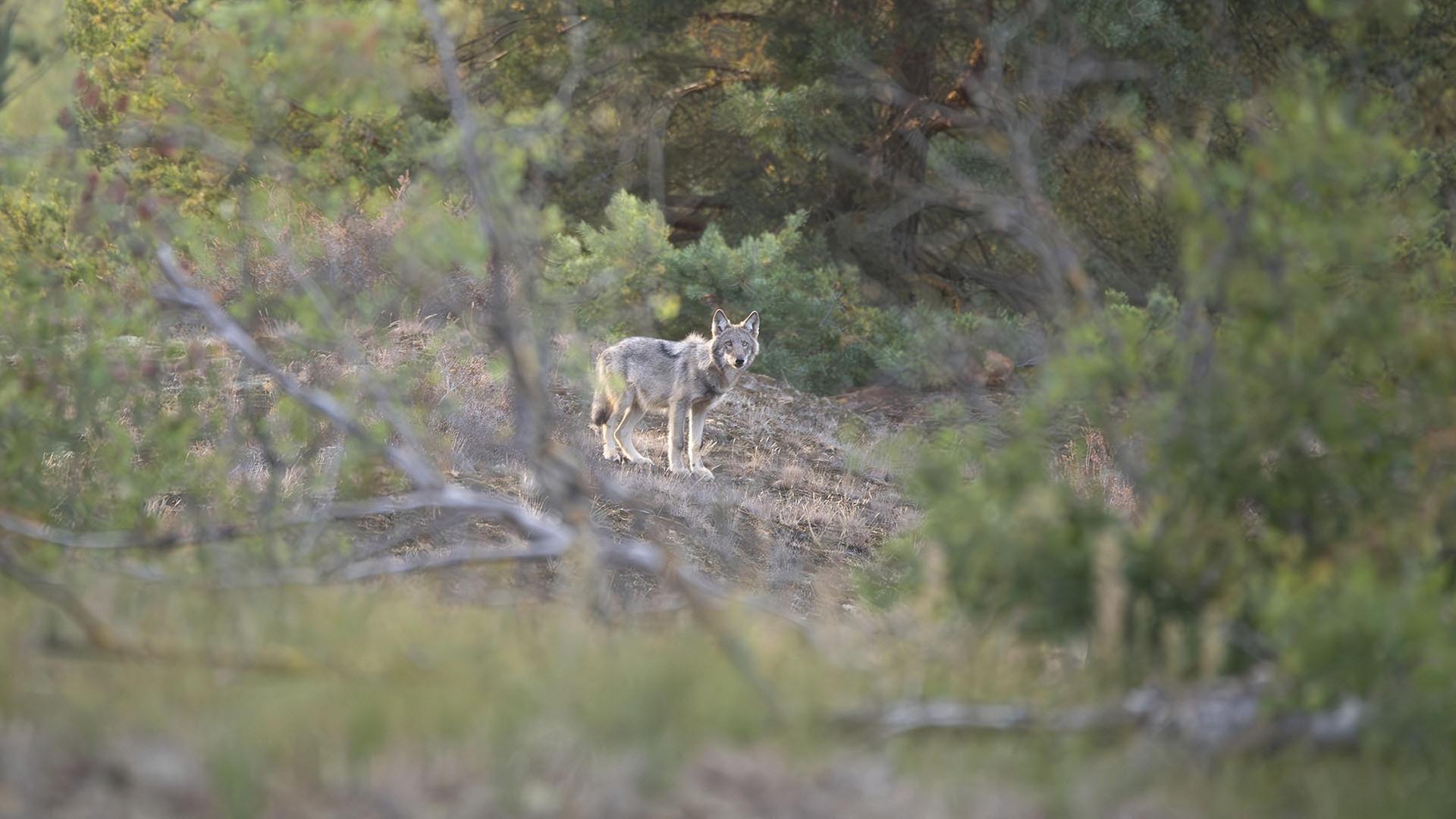 Uckermark: Wolf stirbt bei Autounfall in Brandenburg