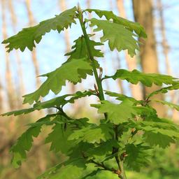 Blick in einen Wald in Deutschland
