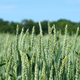 Genetisch veränderte Weizenären auf einem Feld