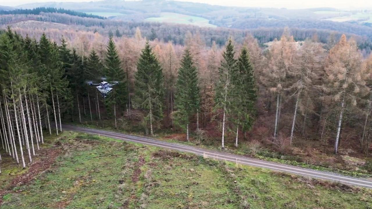 Wiederbewaldung aus der Luft